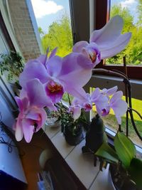 Orchidee Plant in de vensterbank van Het WERELDHUIS.